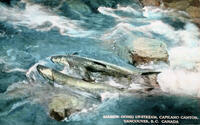 Salmon Going Up-Stream, Capilano Canyon, Vancouver, B. C. Canada