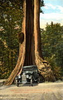 The Big Tree, Circumference 65 Feet, Stanley Park, Vancouver, B.C.