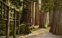 Giant trees, Stanley Park, Vancouver, B.C.