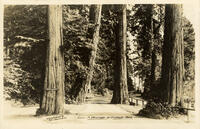 A driveway in Stanley Park