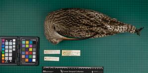 Common curlew (N. arquata arquata), 1935, dorsal view