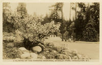A glimpse of the Harding Memorial, Stanley Park, Vancouver, B.C.