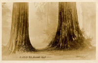 In Stanley Park Vancouver Canada