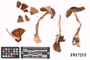 Cortinarius azureus Fr.