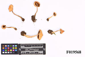 The Oldřiška Češková Fungi Collection