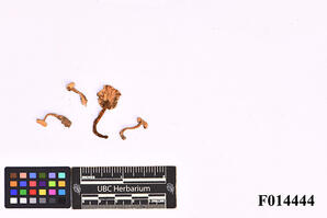 Hygrophorus foetens W. Phillips