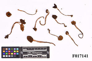 Cortinarius ferrugineovelatus Kytöv. Liimat. & Niskanen