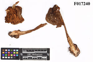 Cortinarius purpurascens (Fr.) Fr.