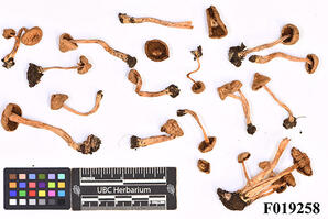 Inocybe cinnamomea A.H. Sm.