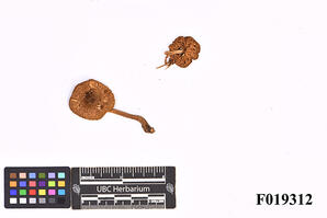 Inocybe lanuginosa (Bull.) P. Kumm.