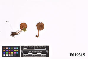 Inocybe striata Bres.