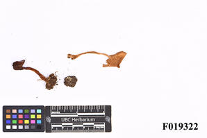 Inocybe praetervisa Quél.