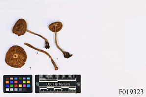 Inocybe lanuginosa (Bull.) P. Kumm.