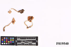 Inocybe pallidicremea Grund & D.E. Stuntz