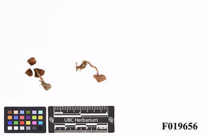 Inocybe pusio P. Karst.