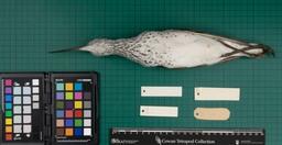 Green-shank (T. nebularia), 1939, ventral view