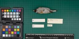 British goldfinch (C. carduelis britannica), 1936, ventral view