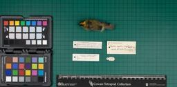 British goldcrest (R. regulus anglorum), 1934, dorsal view