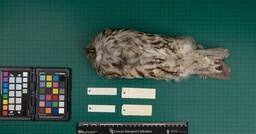 Tawny owl (S. aluco sylvatica), 1949, ventral view