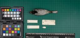 Reed bunting (E. schoeniclus schoeniclus), 1934, ventral view