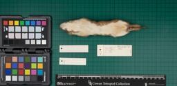 Medium-sized least weasel (M. nivalis nivalis), 1948, ventral view