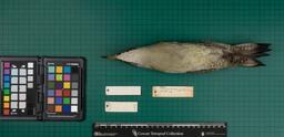 European green woodpecker (P. viridis pluvius), 1946, ventral view