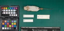 Yellow-necked mouse (A. flavicollis wintoni), 1947, ventral view