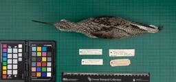 Green-shank (T. nebularia), 1939, dorsal view
