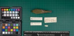 Wood warbler (P. sibilatrix), 1933, dorsal view