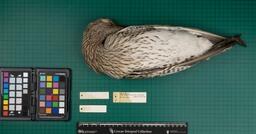 Common curlew (N. arquata arquata), 1935, ventral view