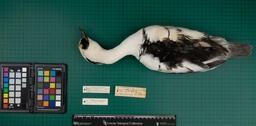 Smew (M. albellus), 1947, dorsal view