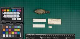 British goldcrest (R. regulus anglorum), 1934, ventral view