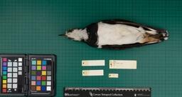 Lapwing (V. vanellus), 1935, ventral view