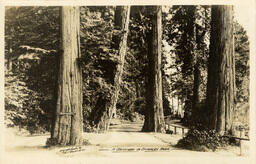 A driveway in Stanley Park (Front)