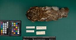 Tawny owl (S. aluco sylvatica), 1949, dorsal view