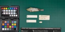 Wood warbler (P. sibilatrix), 1933, ventral view