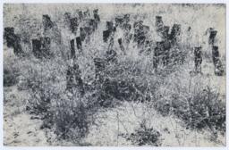 100 Boots in the Wild Mustard