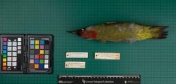 European green woodpecker (P. viridis pluvius), 1946, dorsal view