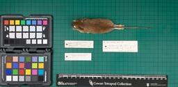 Yellow-necked mouse (A. flavicollis wintoni), 1947, dorsal view