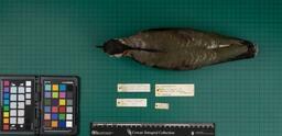 Lapwing (V. vanellus), 1935, dorsal view