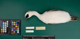 Smew (M. albellus), 1947, ventral view