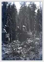 Labourers picking hops