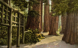 Giant trees, Stanley Park, Vancouver, B.C. (Front)