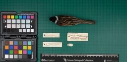 Reed bunting (E. schoeniclus schoeniclus), 1934, dorsal view