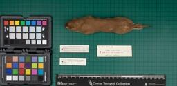 Medium-sized least weasel (M. nivalis nivalis), 1948, dorsal view