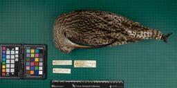 Common curlew (N. arquata arquata), 1935, dorsal view