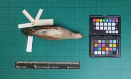 Corncrake (Crex Crex), 1908, Ventral and Dorsal Views