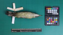 European Green Woodpecker (Picus Viridis Pluvius), 1945, Ventral and Dorsal Views