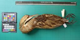 American Bittern (Botaurus Lentiginosus), 1936, Ventral and Dorsal Views